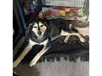 Adopt Wilma a Mixed Breed