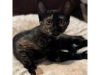 Adopt Daisy a Domestic Short Hair