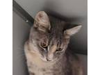 Adopt Peony a Domestic Short Hair
