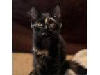 Adopt Rose a Domestic Medium Hair