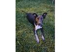 Adopt Angie a Australian Cattle Dog / Blue Heeler
