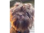 Adopt Griffon (Gizmo) a Brussels Griffon