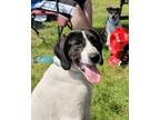 Adopt Appaloosa a Great Pyrenees, Poodle