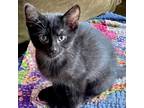 Adopt Obsidian a Domestic Short Hair