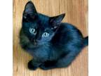 Adopt Onyx a Domestic Short Hair
