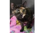 Adopt Lara a Domestic Short Hair