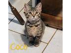 Adopt Coco a Domestic Short Hair