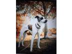 Adopt Stella a Whippet, Mixed Breed