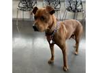 Adopt Mama Bea a Labrador Retriever