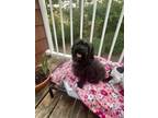 Adopt Shiloh a Poodle, Terrier