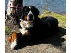 Adopt Rosie a Bernese Mountain Dog
