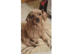 Adopt Hallie a Poodle