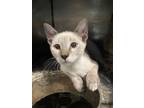 Adopt Puffin a Siamese