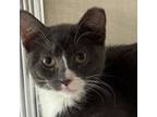 Adopt Jill a Domestic Medium Hair
