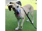 Adopt May a Hound