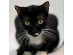 Adopt Mary Jane a Domestic Short Hair