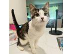 Adopt Chloe a Domestic Short Hair