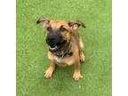 Adopt Celestia a Shepherd