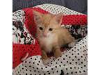 Adopt Em a Domestic Short Hair