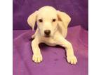 Adopt Nell a Labrador Retriever, Carolina Dog