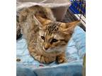 Adopt Ikati a Domestic Short Hair, Tabby