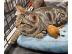 Adopt Popoki a Domestic Short Hair, Tabby