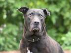 Adopt GERTIE a Labrador Retriever