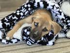 Adopt Kira a Shepherd