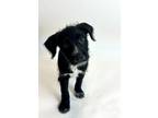 Adopt Silver a Irish Wolfhound, Terrier