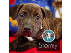 Adopt Stormy Chai a Plott Hound, Mixed Breed