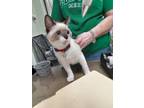 Adopt Maui a Domestic Short Hair