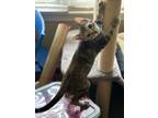 Adopt Queen Sonia Stripes a Domestic Short Hair