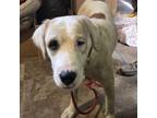 Adopt Annie a Anatolian Shepherd, Labrador Retriever
