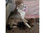 Adopt Momma Mia a Pit Bull Terrier
