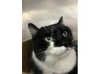 Adopt Petra a Domestic Short Hair