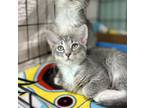 Adopt Kit Kat a Domestic Medium Hair