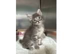 Adopt Twizzler a Domestic Long Hair