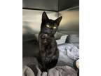Adopt Hydra a Domestic Short Hair