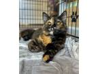 Adopt Poppy a Domestic Short Hair