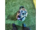 Adopt Bookie a German Shepherd Dog