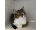 Adopt Annie Oakley a Domestic Short Hair