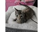 Adopt Sushi a Domestic Short Hair