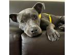 Adopt Reva a Pit Bull Terrier