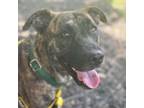 Adopt Rockie a Pit Bull Terrier
