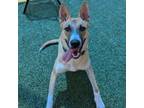 Adopt Corduroy a Carolina Dog