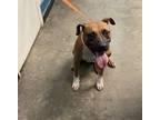 Adopt Diva a Pit Bull Terrier