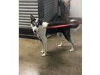 Adopt Skye a Husky, Australian Shepherd