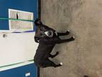 Adopt Hattie a Labrador Retriever