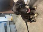 Adopt Roxie a Labrador Retriever
