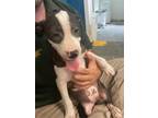 Adopt Rose a Pit Bull Terrier